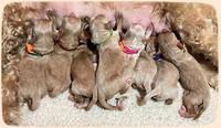 Millie Newborn puppies 131