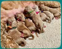 Millie Newborn puppies 151