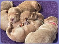 Millie Rebel pups 2 weeks old 311