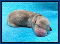 Millie Newborn puppies 11