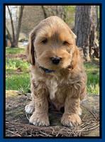 Millie REbel 7 week pics 31