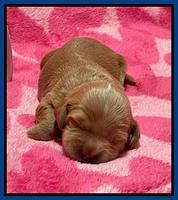 Millie Rebel pups 2 weeks old 31