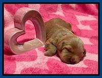 Millie Rebel pups 2 weeks old 41