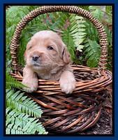 Millie Rebel pups 3 weeks old 21