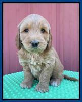 Millie Rebel pups 6 weeks old 11