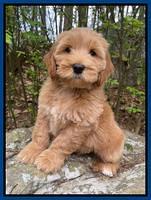 Millie Rebel pups 8 wks old 1 300