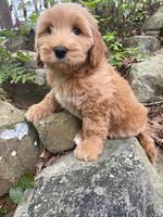 Millie Rebel pups 8 wks old 2 300