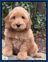 Millie Rebel pups 8 wks old 4 300