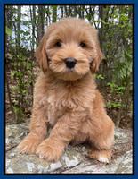 Millie Rebel pups 8 wks old 5 300