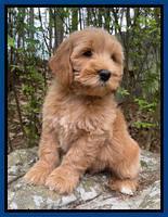 Millie Rebel pups 8 wks old 6 300