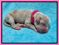 Millie Newborn puppies 31