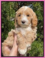 Millie REbel 7 week pics 61