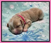 Millie Rebel pups 1 wk old 31