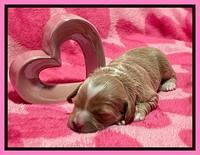 Millie Rebel pups 2 weeks old 61