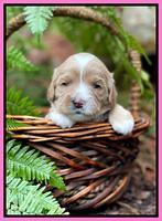 Millie Rebel pups 3 weeks old 81