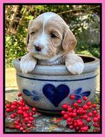 Millie Rebel pups 4 weeks old 51