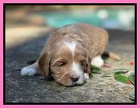 Millie Rebel pups 4 weeks old 61
