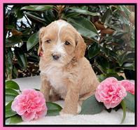 Millie Rebel pups 5 weeks old 71