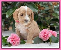 Millie Rebel pups 5 weeks old 81