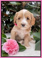 Millie Rebel pups 5 weeks old 91