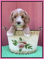 Millie Rebel pups 6 weeks old 101