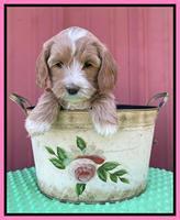 Millie Rebel pups 6 weeks old 81