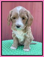 Millie Rebel pups 6 weeks old 91