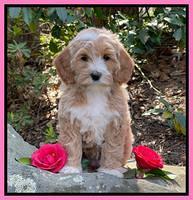 Millie Rebels pups 8 weeks old 111