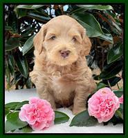 Millie Rebel pups 5 weeks old 171