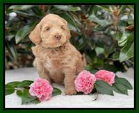 Millie Rebel pups 5 weeks old 211