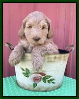 Millie Rebel pups 6 weeks old 171
