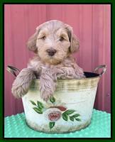 Millie Rebel pups 6 weeks old 211