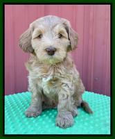 Millie Rebel pups 6 weeks old 241