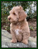 Millie Rebel pups 8 wks old 9100