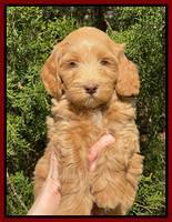 Millie REbel 7 week pics 171