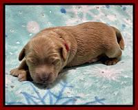 Millie Rebel pups 1 wk old 101