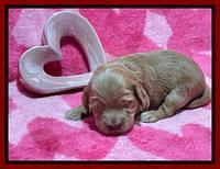 Millie Rebel pups 2 weeks old 161