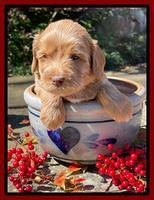 Millie Rebel pups 4 weeks old 241
