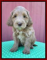 Millie Rebel pups 6 weeks old 281