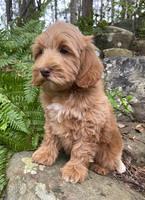 Millie Rebel pups 8 wks old 18 300