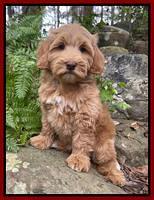 Millie Rebel pups 8 wks old 19 300