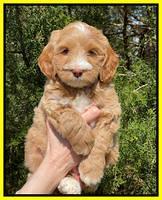 Millie REbel 7 week pics 241