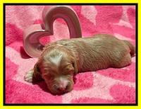 Millie Rebel pups 2 weeks old 191