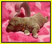 Millie Rebel pups 2 weeks old 221