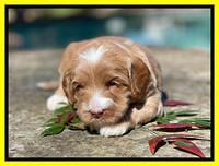Millie Rebel pups 4 weeks old 261