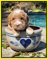 Millie Rebel pups 4 weeks old 271