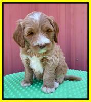 Millie Rebel pups 6 weeks old 361