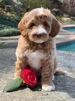 Millie Rebels pups 8 weeks old 141