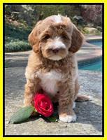 Millie Rebels pups 8 weeks old 151