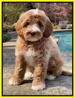 Millie Rebels pups 8 weeks old 161